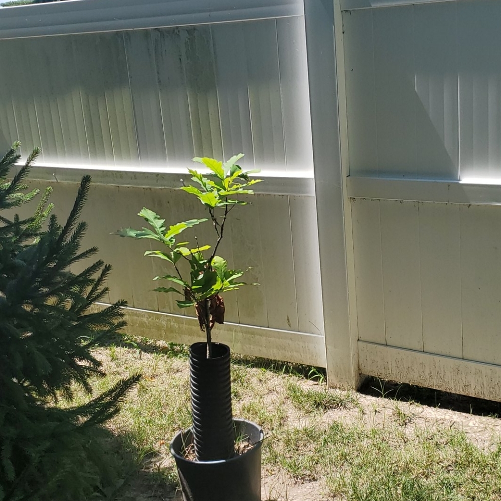 Baby oak tree